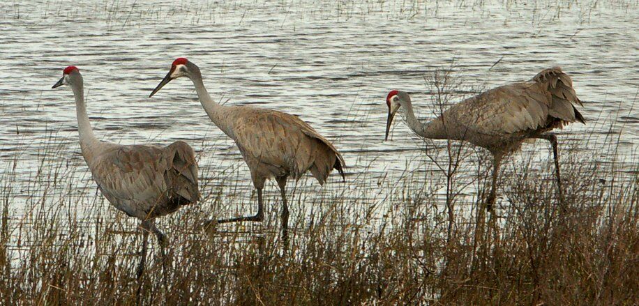 Click to See Next Image